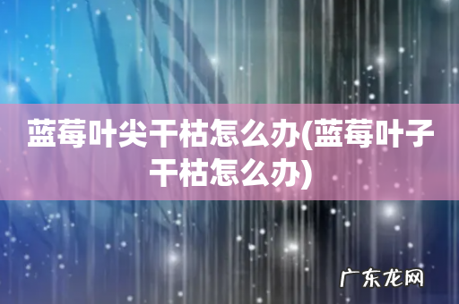 蓝莓叶子干枯怎么办 蓝莓叶尖干枯怎么办