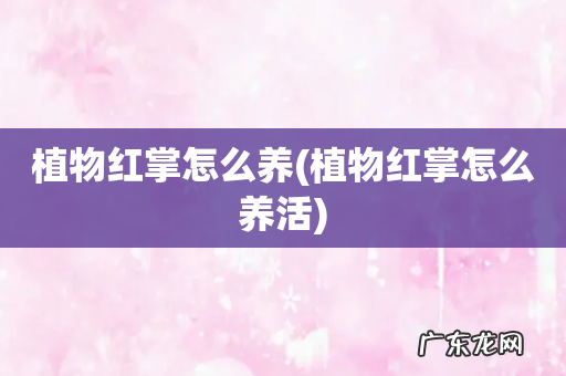 植物红掌怎么养活 植物红掌怎么养