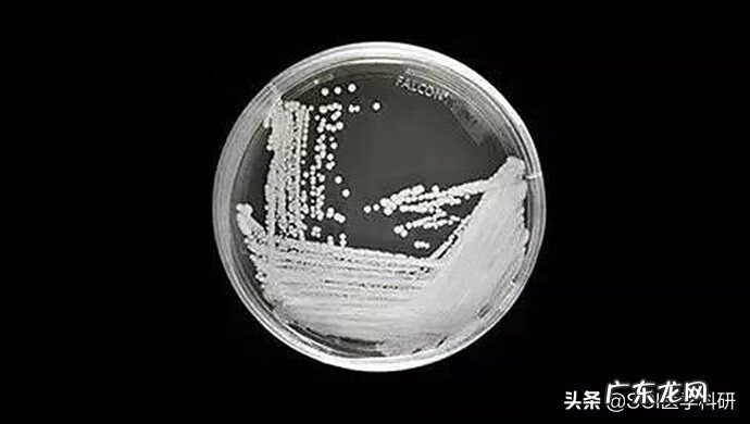 念珠菌长什么样图片 什么叫耳念珠菌