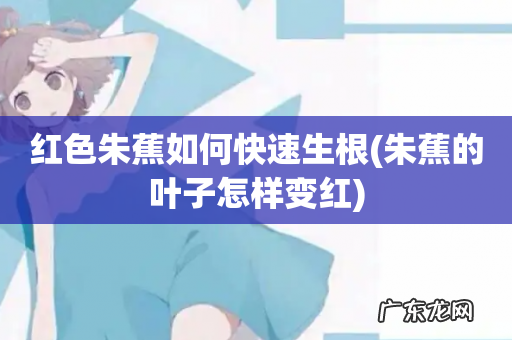 朱蕉的叶子怎样变红 红色朱蕉如何快速生根