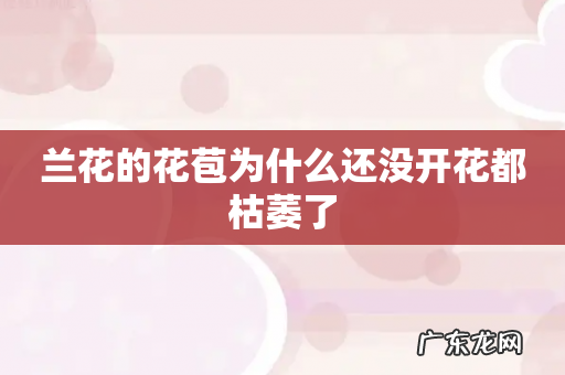 兰花的花苞为什么还没开花都枯萎了