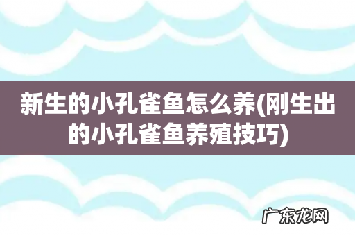刚生出的小孔雀鱼养殖技巧 新生的小孔雀鱼怎么养
