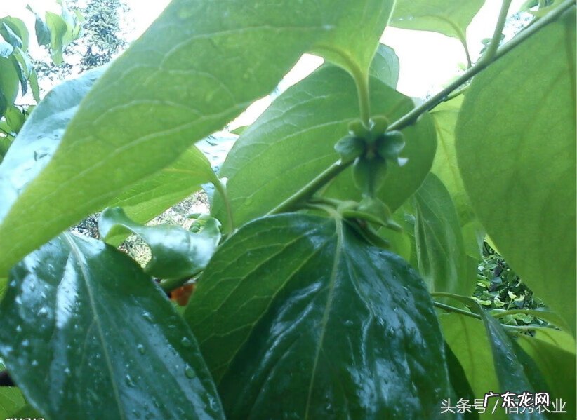 柿子树 风水 院内栽柿子树风水如何