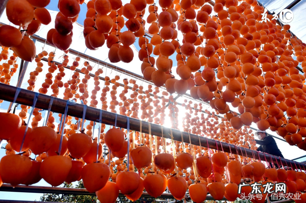 柿子树 风水 院内栽柿子树风水如何