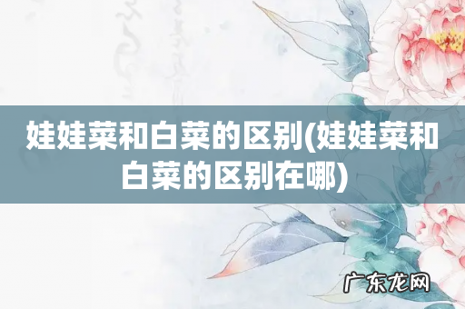 娃娃菜和白菜的区别在哪 娃娃菜和白菜的区别