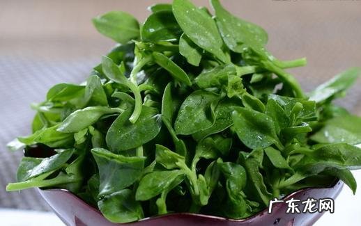 田七有什么作用 田七的作用与功效