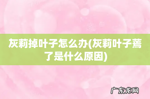 灰莉叶子蔫了是什么原因 灰莉掉叶子怎么办