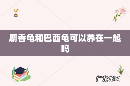 麝香龟和巴西龟可以养在一起吗