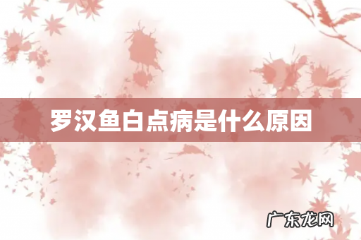 罗汉鱼白点病是什么原因