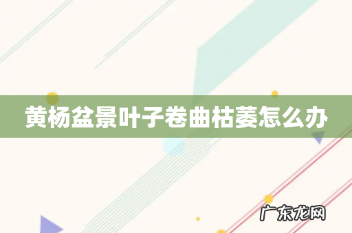 黄杨盆景叶子卷曲枯萎怎么办