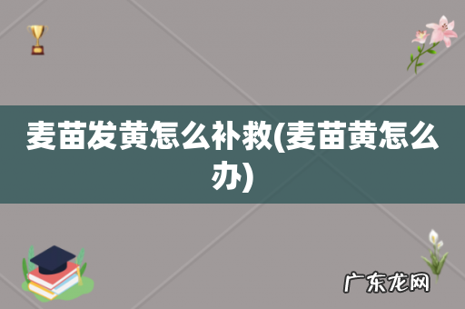 麦苗黄怎么办 麦苗发黄怎么补救