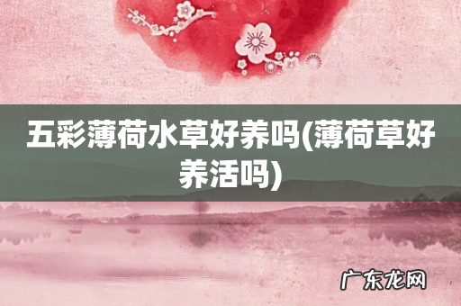 薄荷草好养活吗 五彩薄荷水草好养吗