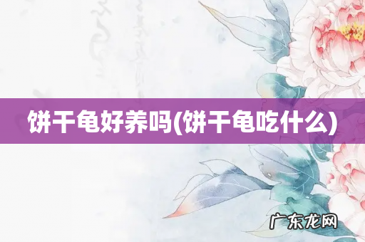 饼干龟吃什么 饼干龟好养吗