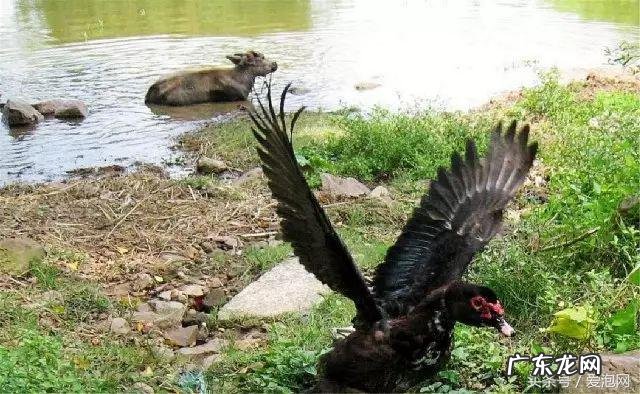 广西武宣风水宝地留题地 武宣风水宝地图示