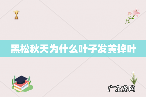 黑松秋天为什么叶子发黄掉叶