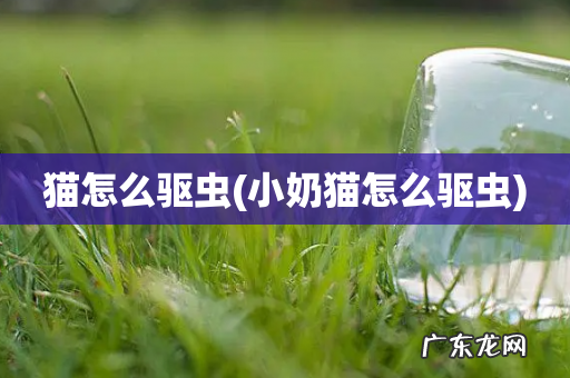小奶猫怎么驱虫 猫怎么驱虫
