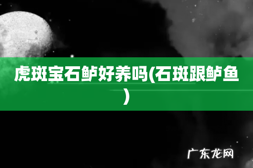 石斑跟鲈鱼 虎斑宝石鲈好养吗