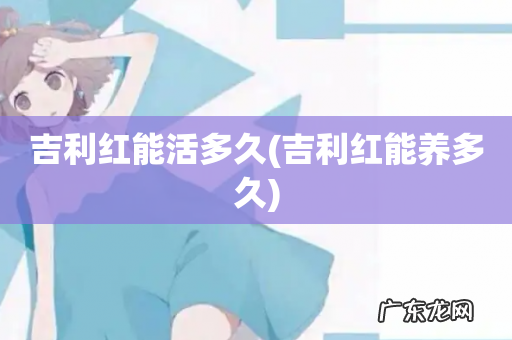 吉利红能养多久 吉利红能活多久