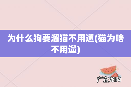 猫为啥不用遛 为什么狗要溜猫不用遛