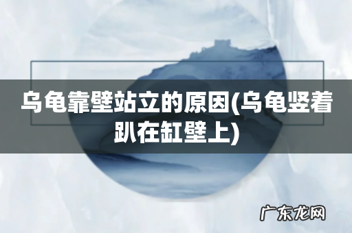 乌龟竖着趴在缸壁上 乌龟靠壁站立的原因