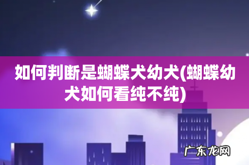 蝴蝶幼犬如何看纯不纯 如何判断是蝴蝶犬幼犬