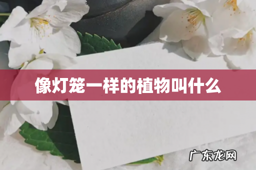 像灯笼一样的植物叫什么