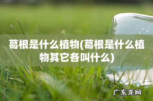 葛根是什么植物其它各叫什么 葛根是什么植物