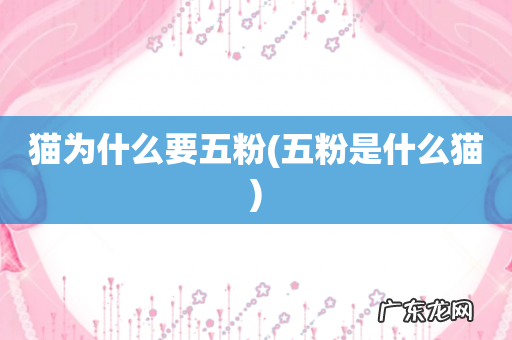 五粉是什么猫 猫为什么要五粉