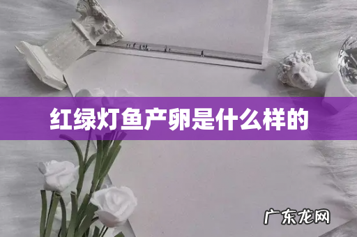 红绿灯鱼产卵是什么样的