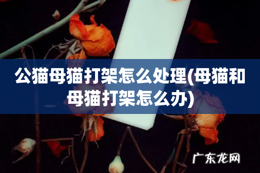母猫和母猫打架怎么办 公猫母猫打架怎么处理
