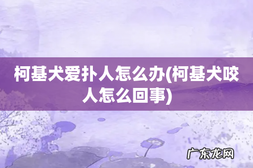 柯基犬咬人怎么回事 柯基犬爱扑人怎么办