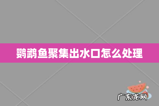 鹦鹉鱼聚集出水口怎么处理