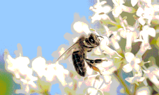 被蜜蜂蛰了怎么消肿止痒 被采蜜的蜜蜂蛰了怎么消肿