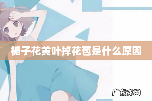 栀子花黄叶掉花苞是什么原因