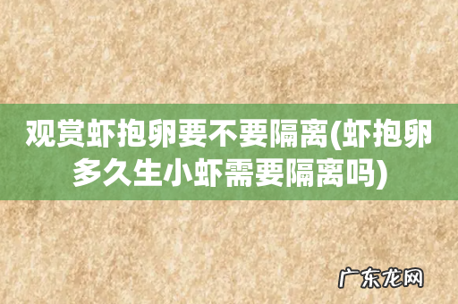 虾抱卵多久生小虾需要隔离吗 观赏虾抱卵要不要隔离