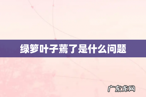 绿箩叶子蔫了是什么问题