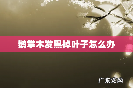 鹅掌木发黑掉叶子怎么办