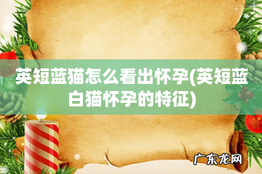 英短蓝白猫怀孕的特征 英短蓝猫怎么看出怀孕