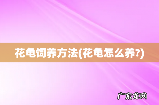花龟怎么养? 花龟饲养方法