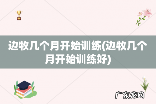 边牧几个月开始训练好 边牧几个月开始训练