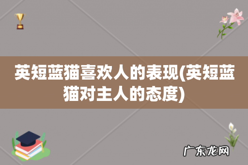 英短蓝猫对主人的态度 英短蓝猫喜欢人的表现