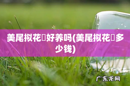 美尾拟花鮨多少钱 美尾拟花鮨好养吗