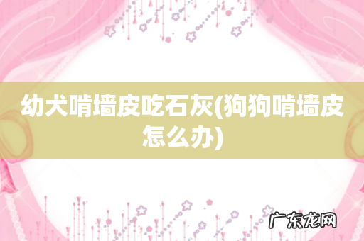 狗狗啃墙皮怎么办 幼犬啃墙皮吃石灰