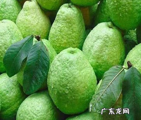 番石榴的功效与作用吃法 番石榴的功效与作用禁忌