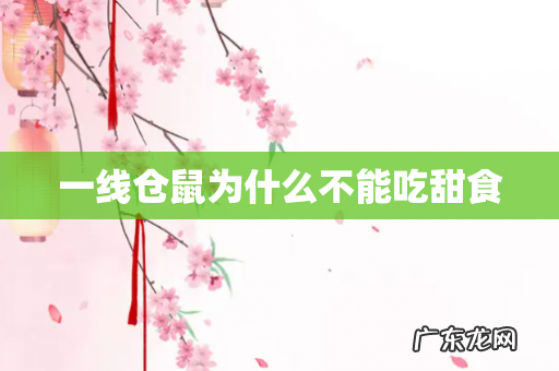 一线仓鼠为什么不能吃甜食