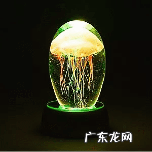 水母粉的原材料是什么 水母是什么东西