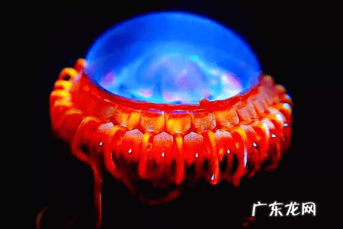 水母粉的原材料是什么 水母是什么东西