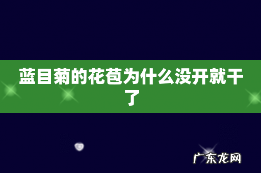 蓝目菊的花苞为什么没开就干了