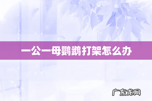 一公一母鹦鹉打架怎么办