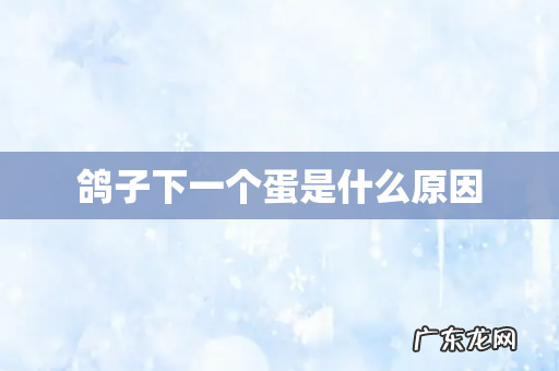 鸽子下一个蛋是什么原因